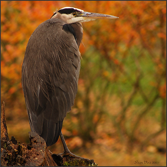 Цапля. heron