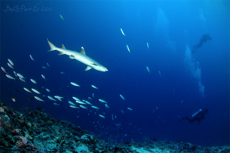 дневной дозор Мальдивы Maldives white-tip reef shark белоперая рифовая акула дайвер anion