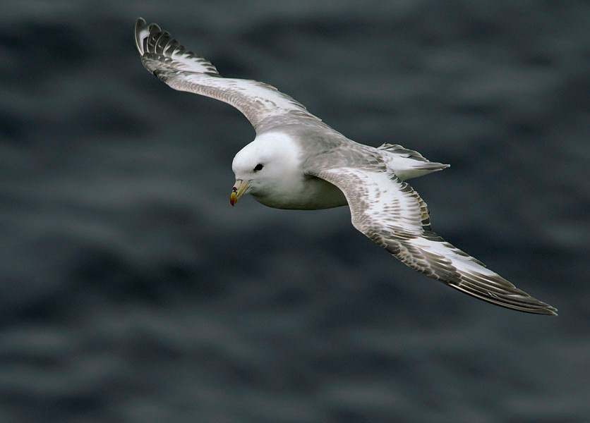 Птиц летучий Глупыш, Fulmarus glacialis, о-ва Прибылова, Northern Fulmar, St. George Island, the Pribilofs, Bering Sea, Alaska