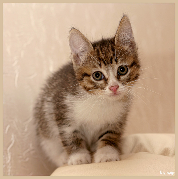 Котенок котенок, кошки, глаза, взглял
