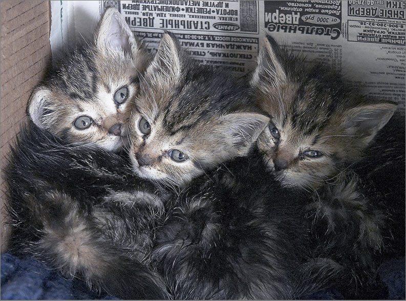 ...коробка - наш дом... дом коробка котята