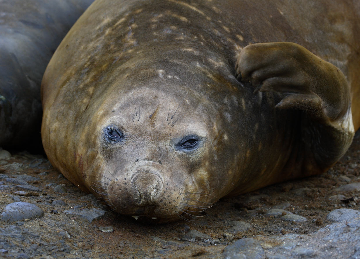 What wos yesterday? Aitcho elefant seal