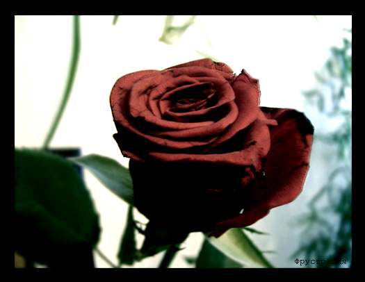 =rose noire= роза