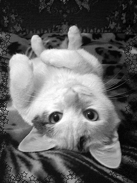 Масяня кошка
