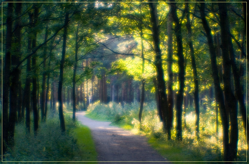Magic wood (монокль) монокль