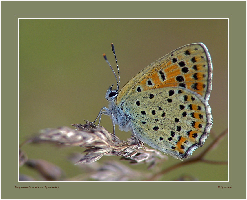 Голубянка  Бабочка Lepidoptera Голубянки Lycaenidae