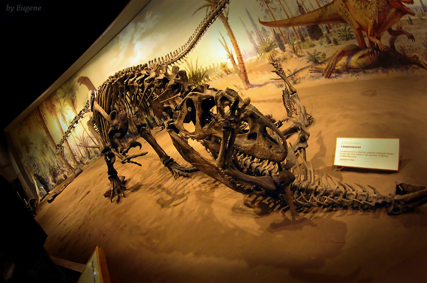 Jurassic Park (Завтрак) Динозавр, тиранозавр, музей, Jurassic, Park, Museum, Dinosaur, Drumheller, Royal, Tyrrell, Museum