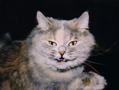 Чеширский кот кошки