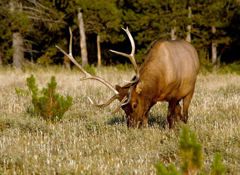 К сражениям готов! Благородный олень, Cervus elaphus, Elk, Yellowstone National Park