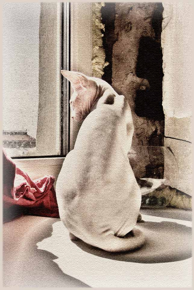 Кошачьи мечты кот, кошка, канадский сфинкс, сфинкс, мечты
