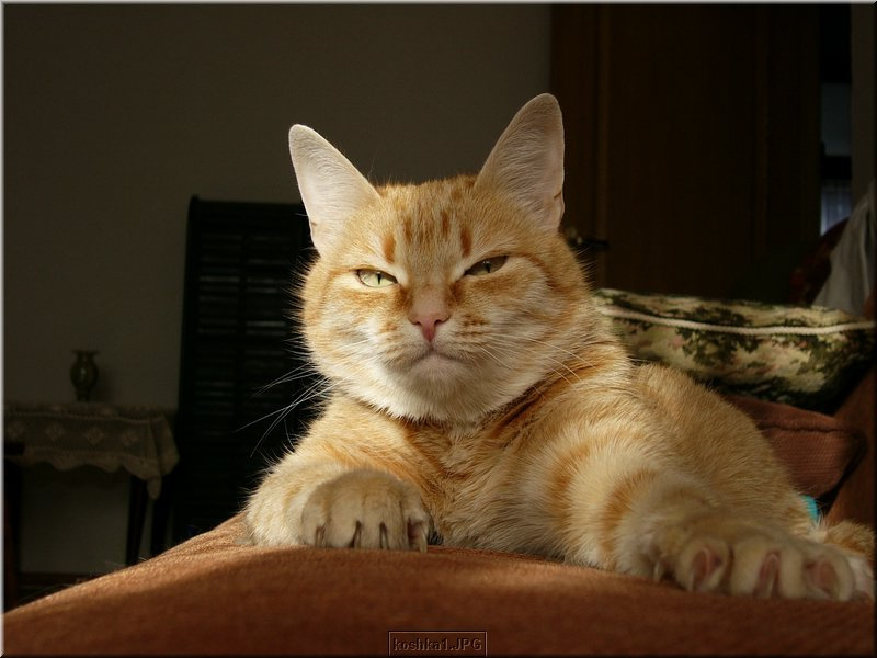 My Cat 
