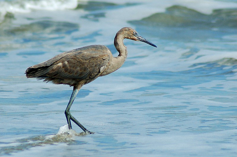 Little Blue Heron журавль heron