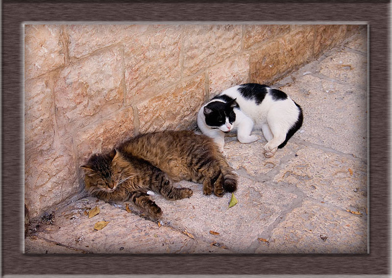 Тихий час Кошки