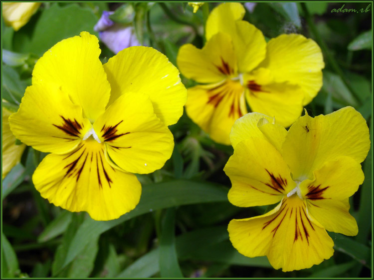 yellow flowers yellow flowers