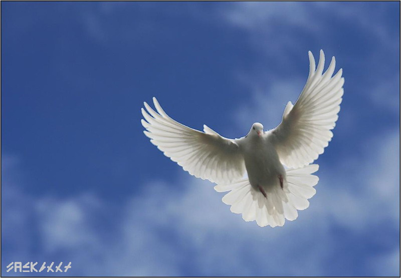 The white dove The white dove белый голубь полёт небо красота любовь и голуби axez