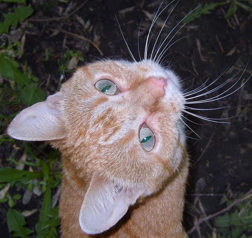 РыжЫк Котик рыжий уличный