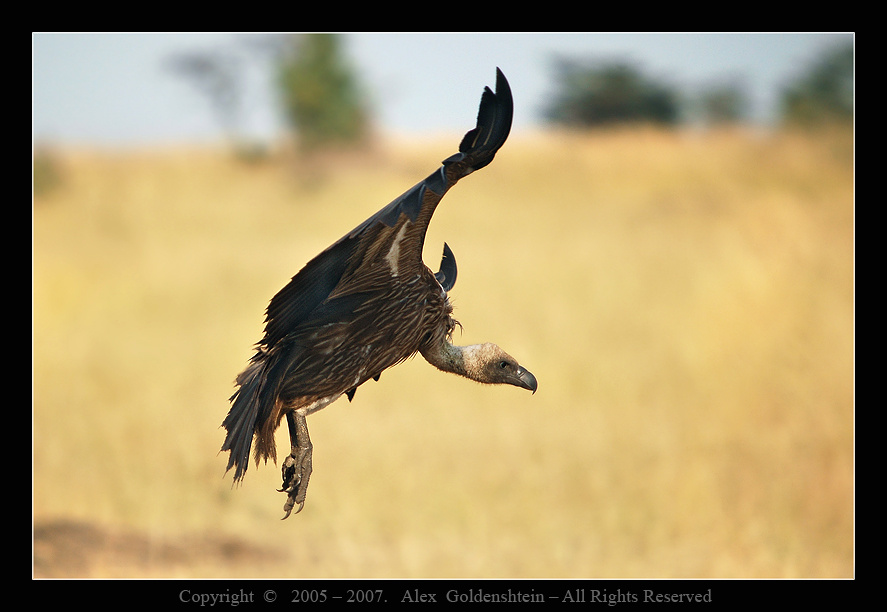 Африканский гриф. Pseudogyps-africanus (Gyps-Africanus) Африканский-гриф