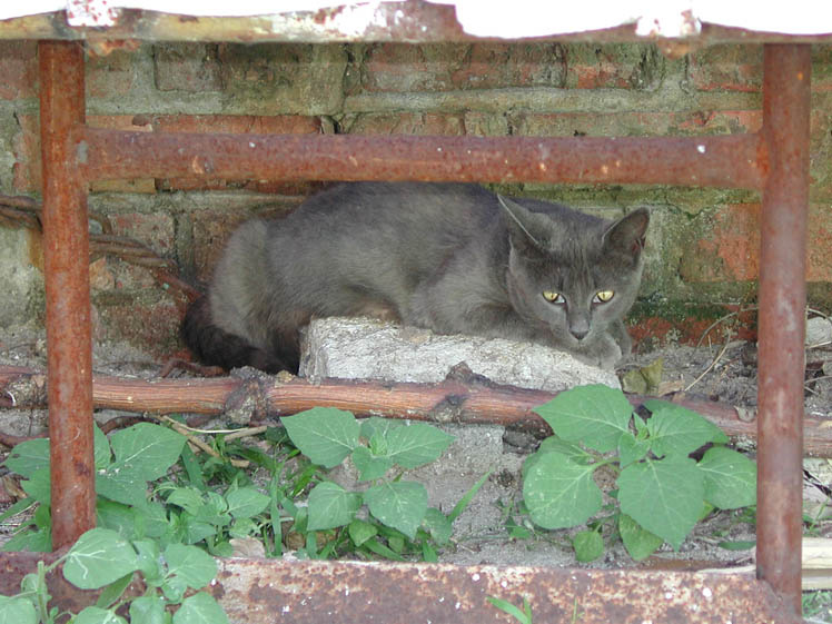 Просто кошка кот кошки кошка
