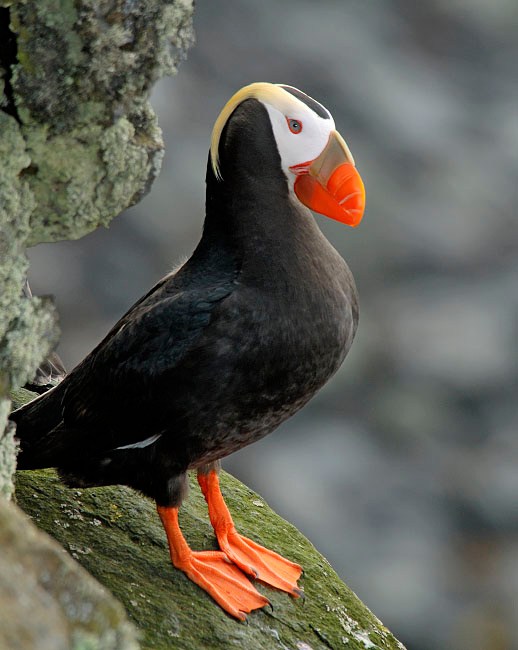Важный гость Топорок, Lunda cirrhata, Остров Св. Георгия, о-ва Прибылова, Tufted Puffin, St. George Island, the Pribilofs, Bering Sea, Alaska