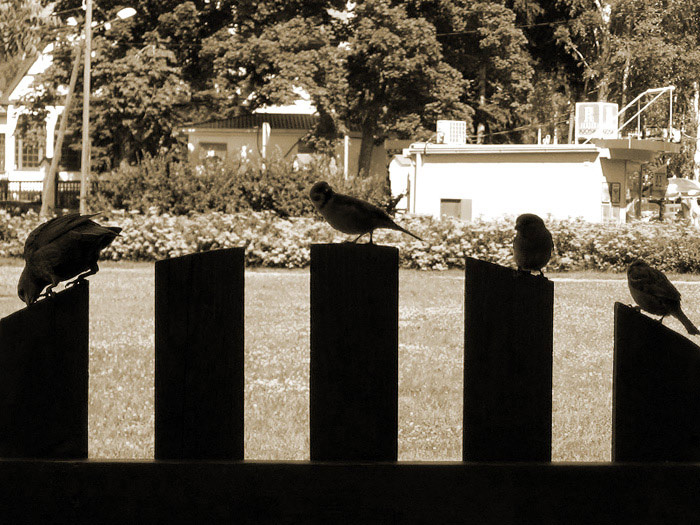 Someone`s Missing? Птицы, Газон, Ограда
