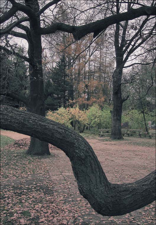 *** парк