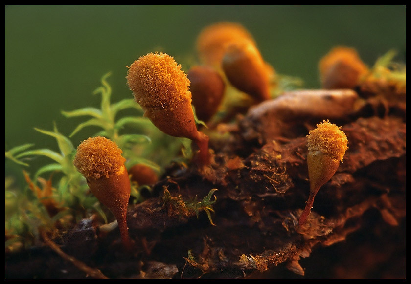 Из парикмахерской Гриб Миксомицет Hemitrichia calyculata
