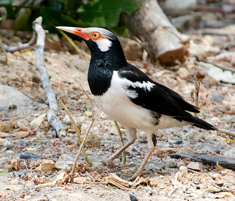 Пегий скворец Пегий скворец Asian Pied Starling Sturnus contra