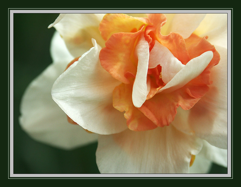 Narcisso цветок нарцисс