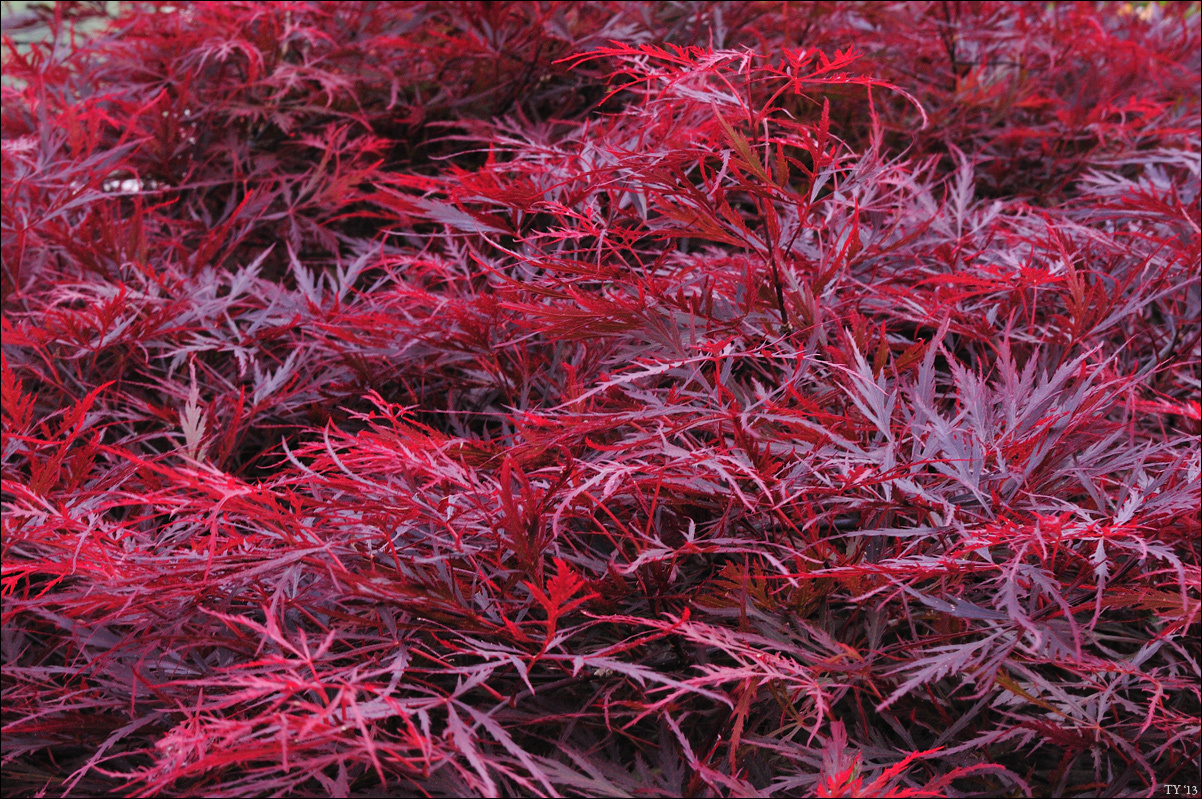 Acer platanum - Клен дланевидный (веерный, японский) клен японский 