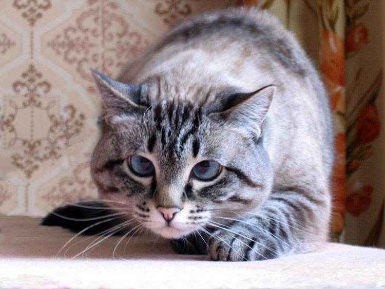 охотница 