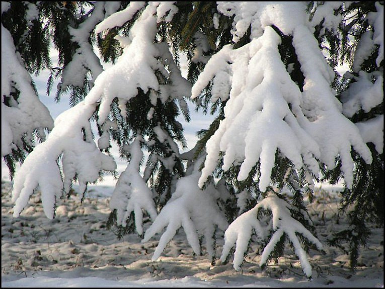 ПАЛЬЧИКИ ель снег лапы