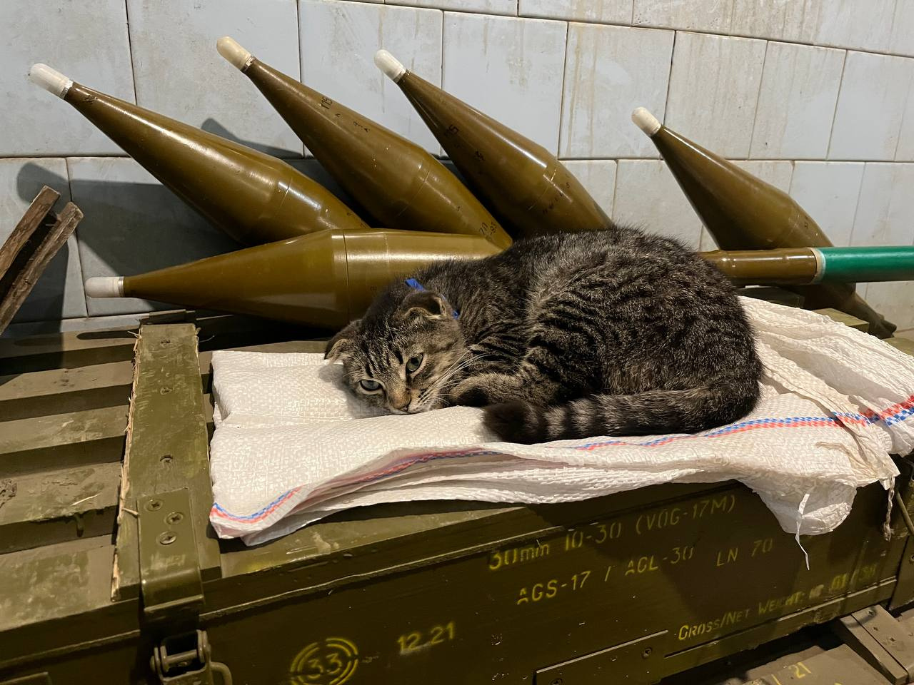 Такие нынче "котики". 