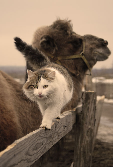 *** кошка верблюд