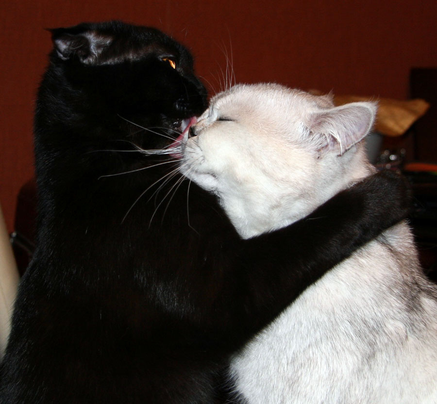 Кошачья любовь коты, кошки