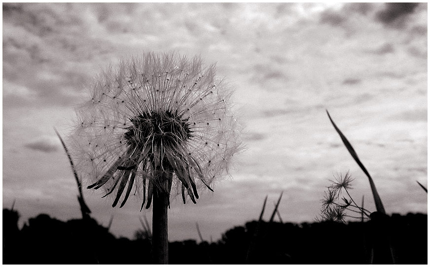 dandelion одуванчик