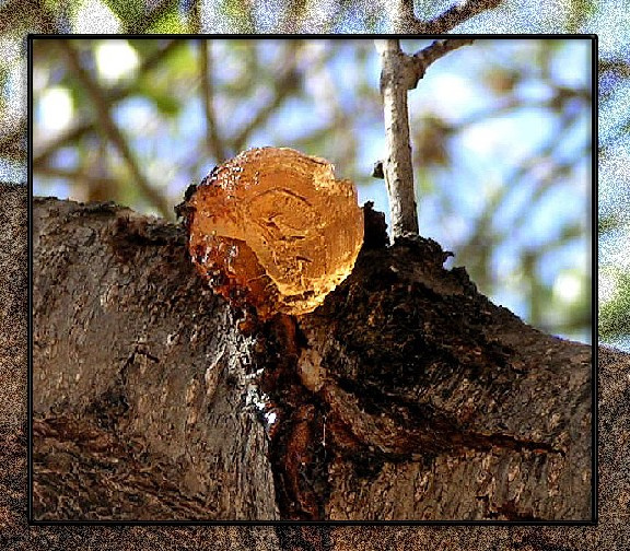 Рождение из недр дерево смола природа ветки