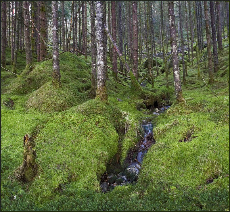 Март в ельнике лес ельник март