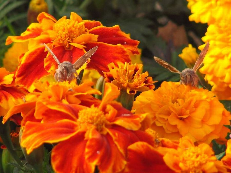 симметрия в природе пчелы цветы симметрия