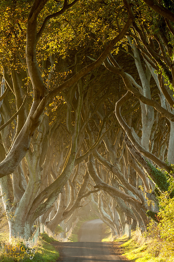 Темная изгородь фототур, северная, ирландия, деревья, кроны, рассвет, dark hedges