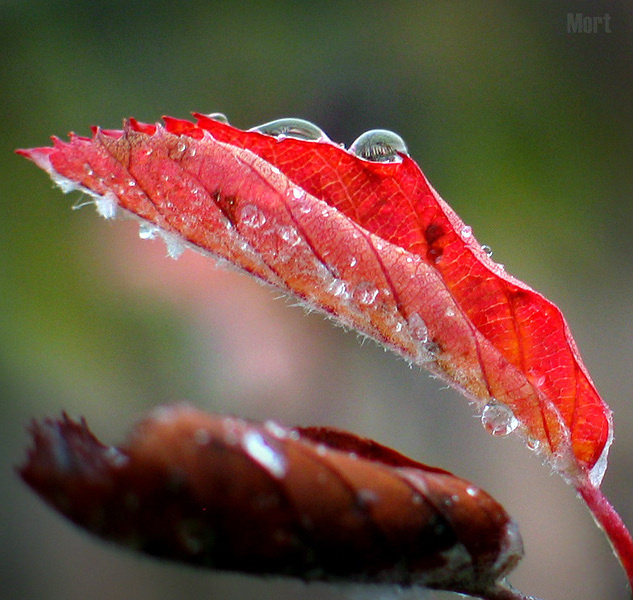 rime 