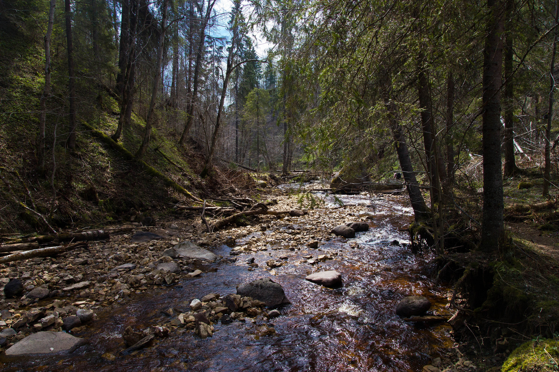 Любытинские леса лес, ручей, новгород