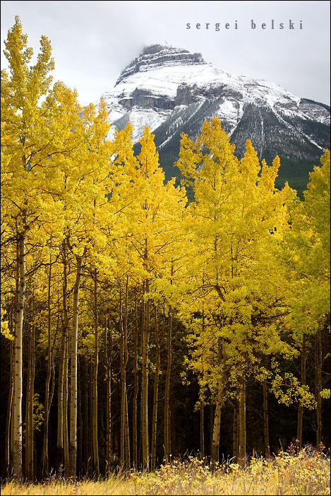 fall fall mountain trees