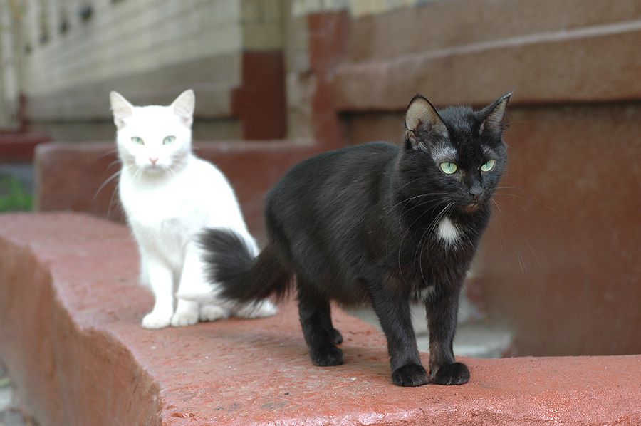 Шутки динамического диапазона матрицы кошка кот cat животные