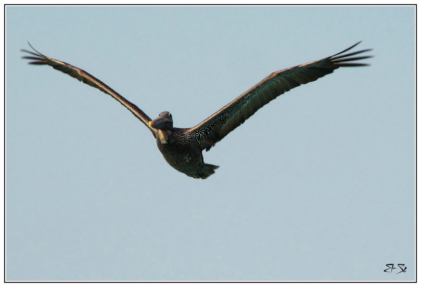 Мультяшка пеликан