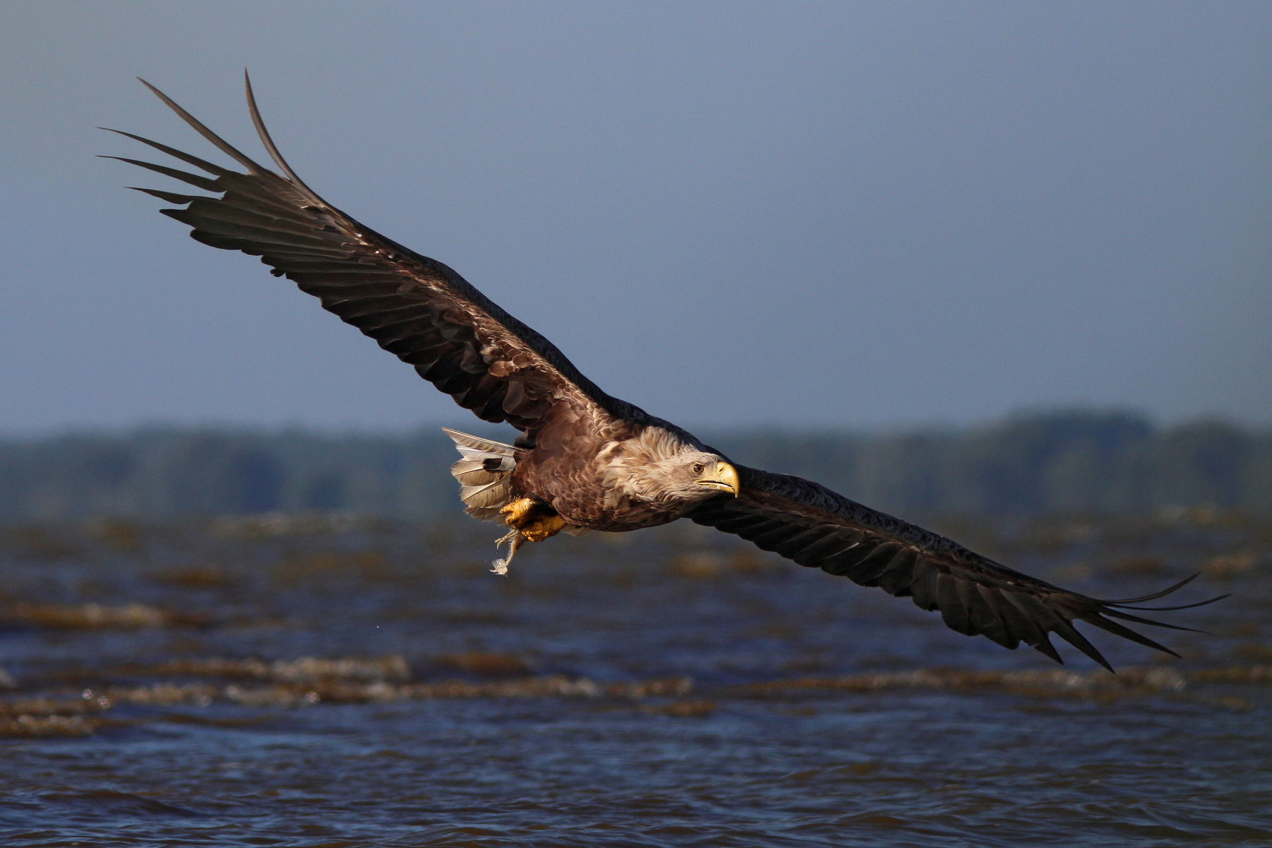 Береговая гвардия Орлан-белохвост Haliaeetus albicilla White-tailed eagle