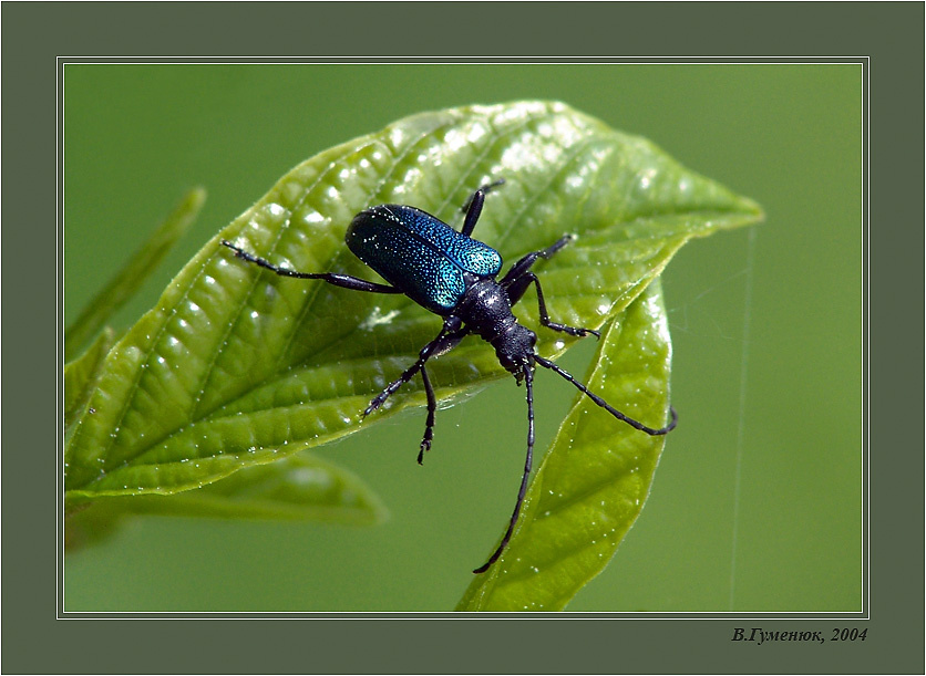 Жук-усач насекомые Усач синий - Agapanthia violacea F.