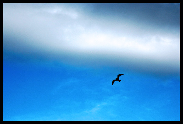 bird 