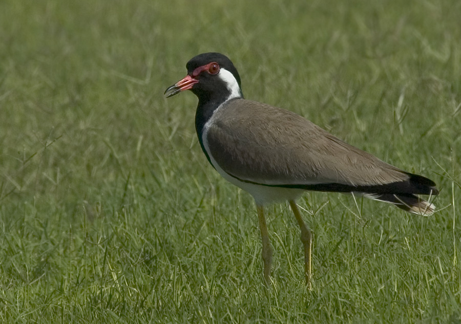 Тоже чибис Индийский украшенный чибис, Red-wattled Lapwing, Vanellus gregarious