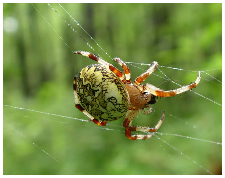 Крестовик мраморный Паук крестовик Araneus marmoreus Буреинский заповедник