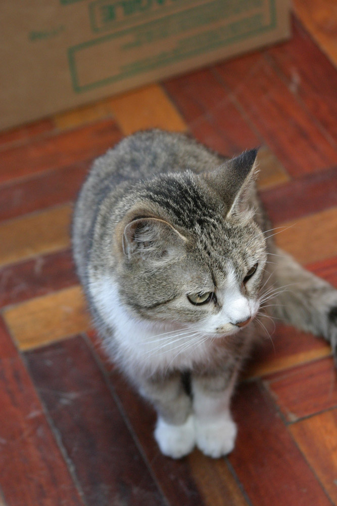 Кошка кошка